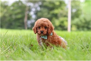 Konner - Cavapoo for sale