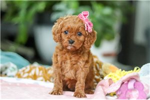 Jade - puppy for sale