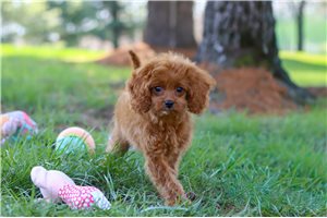 Jade - Cavapoo for sale