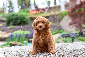 Louie - Cavapoo for sale