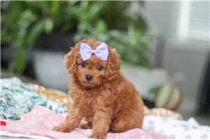 Leyara - Cavapoo for sale