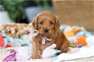 Logan - Cavapoo for sale