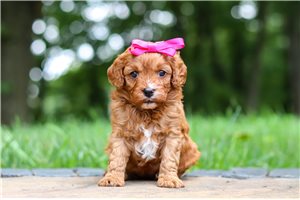 Kayla - Cavapoo for sale