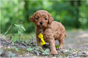 Konner - puppy for sale