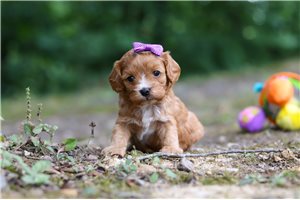 Katrina - puppy for sale