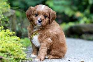 Otis - puppy for sale