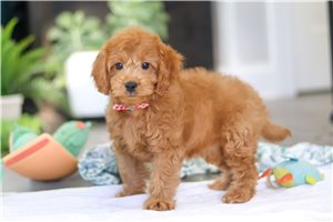 Logan - Cavapoo for sale