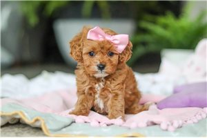 Josie - puppy for sale