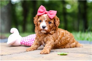 Kristy - puppy for sale