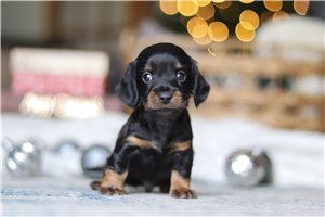 Henry - puppy for sale