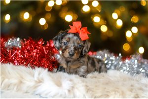 Harriet - puppy for sale