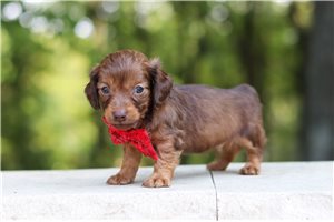 Niles - Mini Dachshund for sale