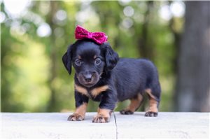 Naomi - Dachshund, Mini for sale