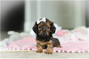 Pansy - puppy for sale