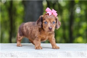 Norah - Dachshund, Mini for sale