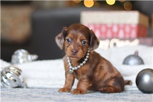 Hermione - puppy for sale