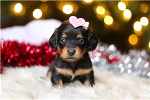 Heidi - puppy for sale