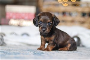 Hamlet - puppy for sale