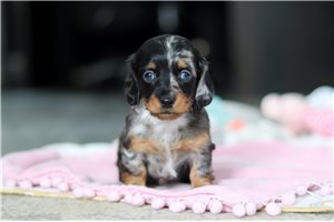 Raspberry - Dachshund, Mini for sale