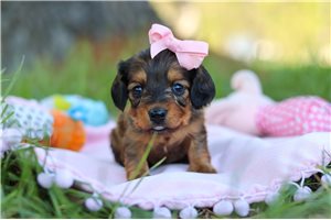 Orla - puppy for sale