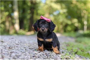 Naomi - Mini Dachshund for sale