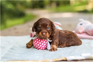 Nantucket - puppy for sale