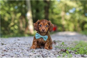 Niles - Mini Dachshund for sale