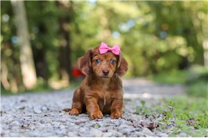 Norah - Mini Dachshund for sale