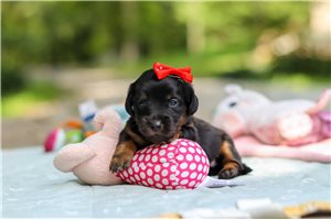 Naomi - puppy for sale