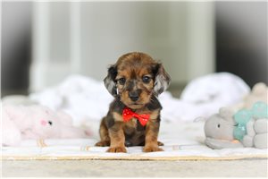 Pharrell - Dachshund, Mini for sale