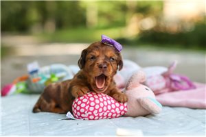 Norah - Dachshund, Mini for sale