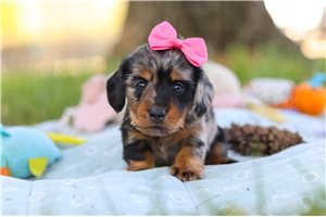 Odette - Dachshund, Tweenie for sale