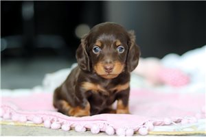 Rascal - Dachshund, Mini for sale