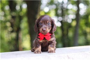 Nantucket - Dachshund, Mini for sale