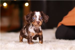 Carter - Dachshund, Mini for sale