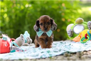 Pharrell - Dachshund, Mini for sale