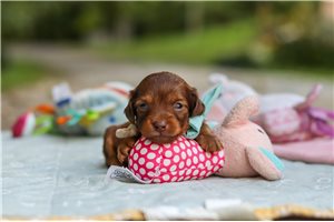 Niles - puppy for sale