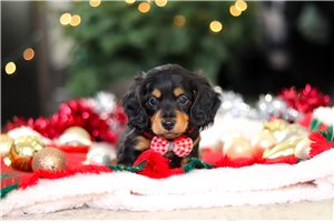 Holden - Dachshund, Tweenie for sale