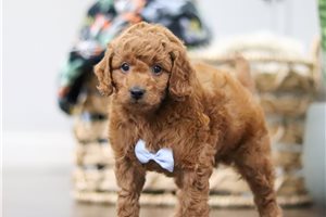 Courage - Goldendoodle for sale