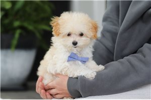 Dash - Malti Poo - Maltipoo for sale