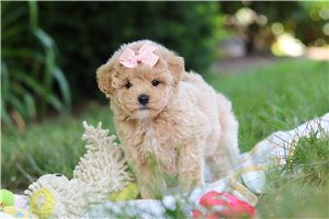 Wisteria - Malti Poo - Maltipoo for sale