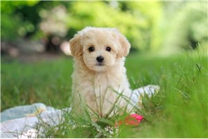 Zane - Malti Poo - Maltipoo for sale