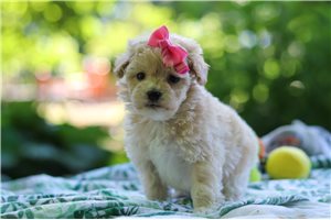 Alexis - Malti Poo - Maltipoo for sale