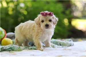 Zuri - Malti Poo - Maltipoo for sale