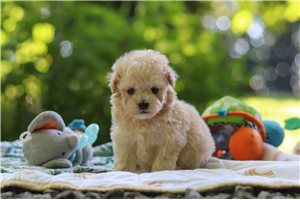 Alvin - Malti Poo - Maltipoo for sale