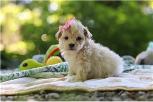 Adrienne - Malti Poo - Maltipoo for sale