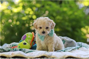 Zach - puppy for sale