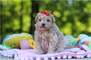 Wisteria - Malti Poo - Maltipoo for sale