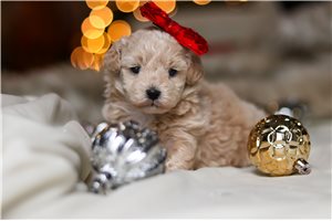 Ginger - puppy for sale