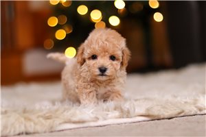 Diana - Malti Poo - Maltipoo for sale
